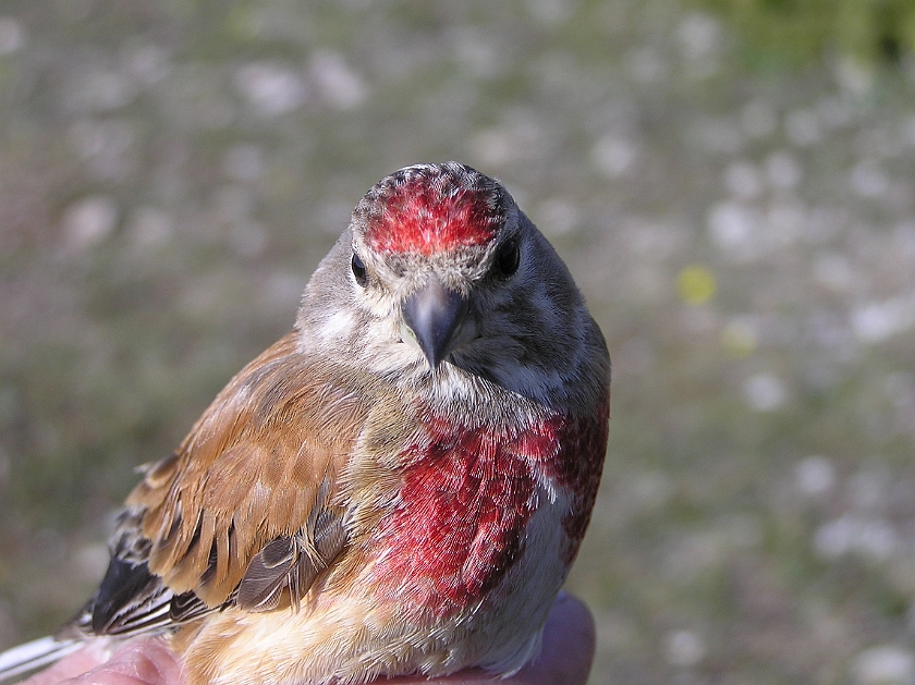 Common Linnet, Sundre 20080503